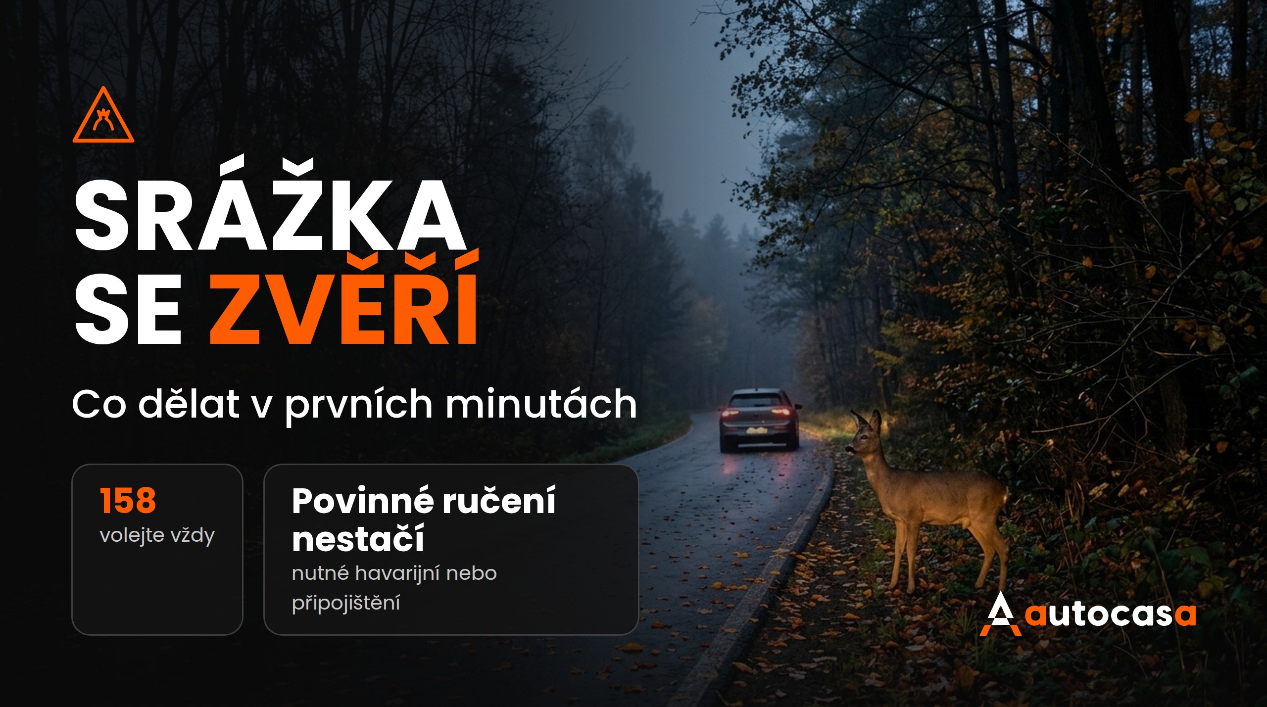 Srážka se zvěří: Co dělat v prvních minutách a kdy vám pojišťovna zaplatí