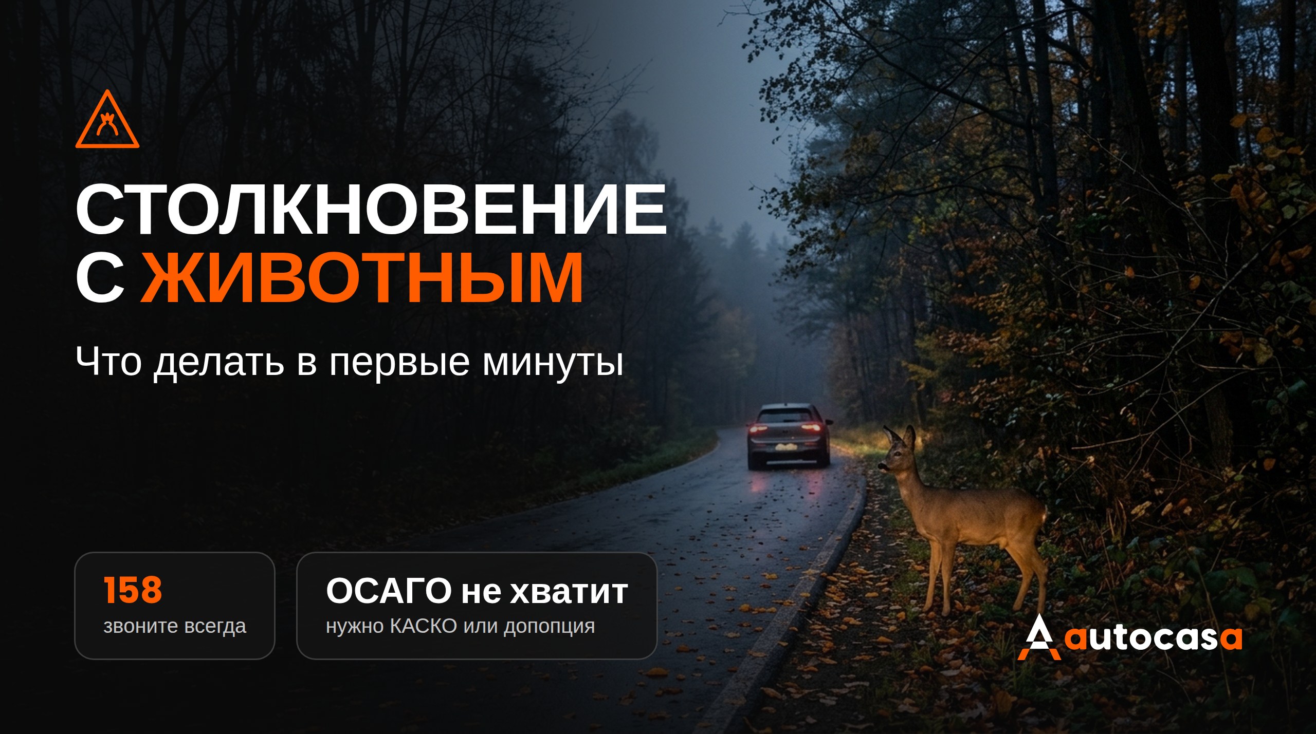 Столкновение с диким животным в Словакии и Чехии: что делать и когда платит страховка